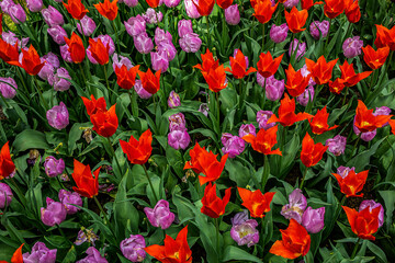 A new season of bright tulip blooms opens in March in Keukenhof flower garden. Keukenhof is the world's largest flower and tulip garden park in South Holland. Lisse, South Holland, the Netherlands. - 771856964