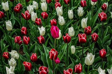 A new season of bright tulip blooms opens in March in Keukenhof flower garden. Keukenhof is the world's largest flower and tulip garden park in South Holland. Lisse, South Holland, the Netherlands. - 771856966