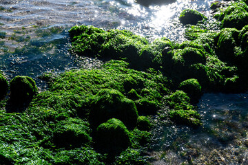 Sunlit Seaweed-Covered Rocks in Shallow Waters