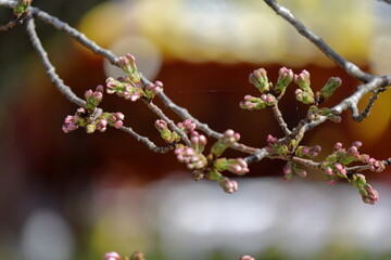 桜の蕾、開花はじめ