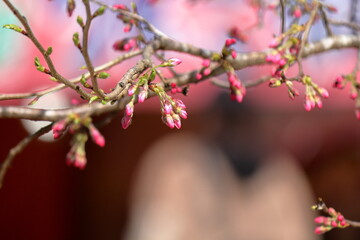 桜の蕾、開花はじめ