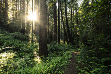Sunburst Through The Thick And Dark Forest Of Redwood