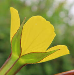 夏にヒレタゴボウが黄色い花を咲かせています - obrazy, fototapety, plakaty