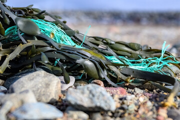 A bit of old green rope from a fishing net tangles in seaweed on a beach. Shallow depth of field, focus on the rope.