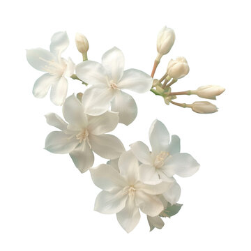 Fototapeta White flowers contrast beautifully against the transparent background
