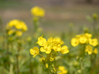 咲き始めの黄色い菜の花