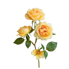 Three yellow hybrid tea roses with green leaves on a transparent background