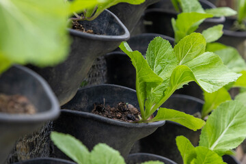 Chinese mustard greens growing in the black pot