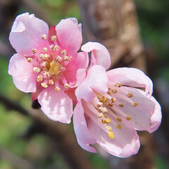 春に桜がピンク色の花を咲かせています - obrazy, fototapety, plakaty