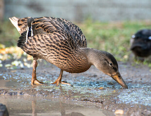 duck in the water
