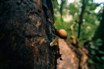 Beautiful closeup of forest mushrooms. Gathering mushrooms.
