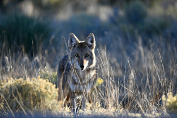 New Mexico Coyote 