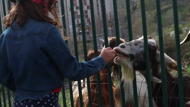 Three goats in an outdoor enclosure eat grass offered to them by a little girl.
