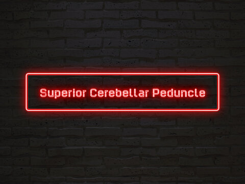 superior cerebellar peduncle のネオン文字
