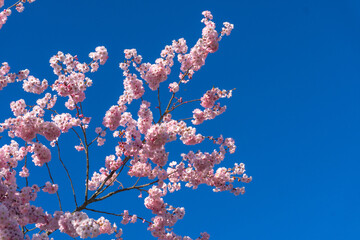 Pink cherry blossoms against a blue sky in the gardens of the Venaria Royal Palace - Turin, Italy