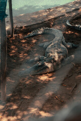 caiman near the river of Peru