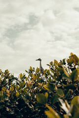 flora and fauna in the mangroves of Peru © Alex