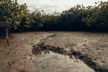 Green mangrove trees in forest