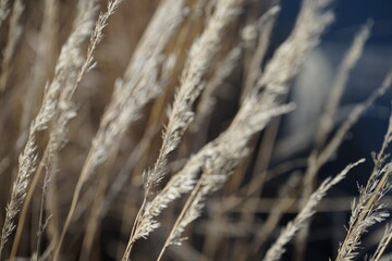 Fototapeta premium Close-up Shot of Tall Grass in Fall Time