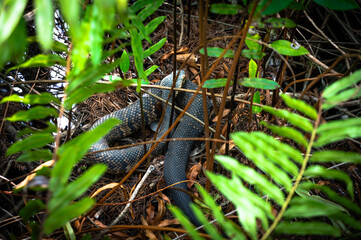 Florida Cottonmouth