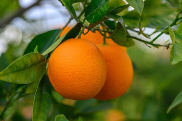 Ripe oranges hanging between the leaves on the branches of the trees of an organic citrus grove, in winter.Orange