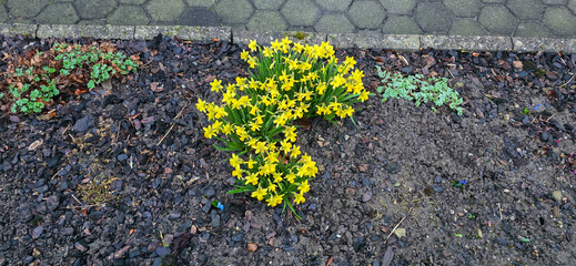 Sprouted spring flowers daffodils in early spring garden