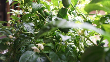 Obraz premium Hydroponically Grown Hot and Bell Pepper Plants