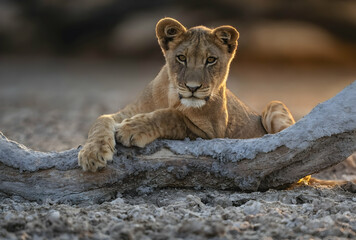 lion in the grass