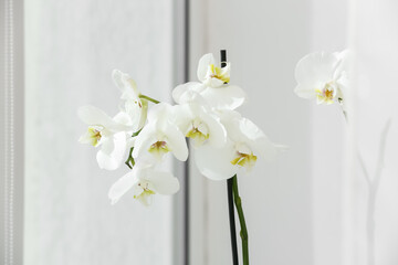 Branches with beautiful orchid flowers near window, closeup