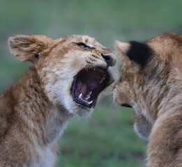 lion cub and lioness
