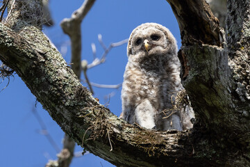 Barred owl (Strix varia) juvenile looking cute and fluffy in Sarasota, Florida