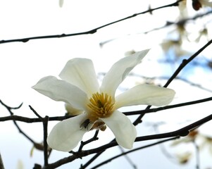 春の陽ざしを浴びるハクモクレン