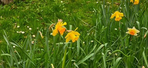 Sprouted spring flowers daffodils in early spring garden