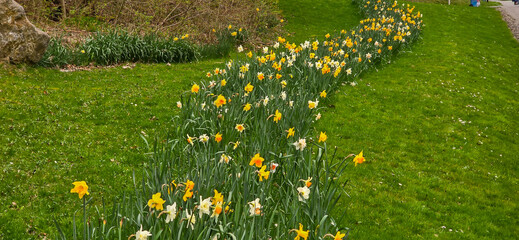 Sprouted spring flowers daffodils in early spring garden