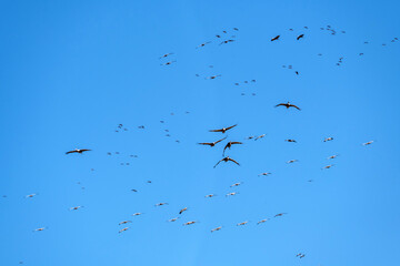 Sandhill cranes (Grus canadensis) migrating; Crane Trust; Nebraska