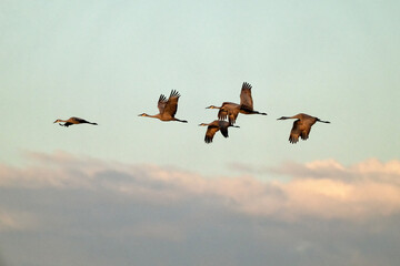 Sandhill cranes (Grus canadensis) in flight; Crame Trust; Nebraska - 771873714