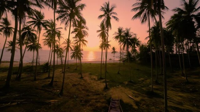 Palm grove on the seashore in the tropics, aerial video filming from a drone