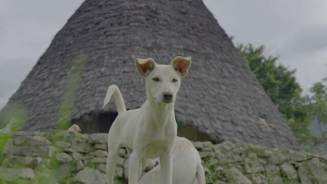 Dogs guard the remote and mysterious village of Wae Rebo, Indonesia