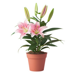 Naklejka na ściany i meble Houseplant with pink flowers in flowerpot on transparent background