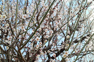 咲き始めた梅の花