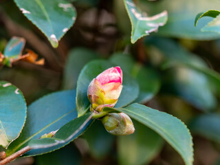 山茶花の蕾