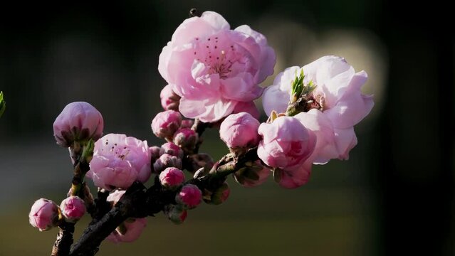 Tokyo, Japan - March 31, 2024:  Pink flowers of Prunus persica or flowering peach
