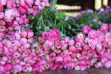 pink ranunculus 