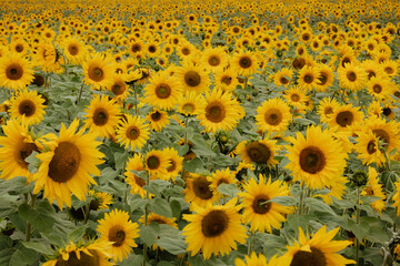 A field of Sunflowers in Summer