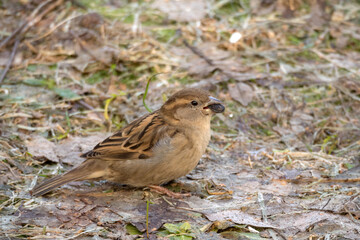 portrait of a sparrow on the ground