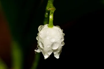 Poster Lily of the valley plant (Convallaria majalis) with white flowers covered with drops of water © PhotoChur