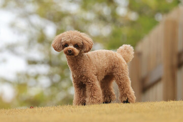 ドッグランで遊ぶトイ・プードル