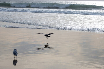 gaviota planeando en la playa atardecer