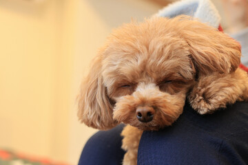 飼い主の膝の上でくつろぐトイ・プードル
