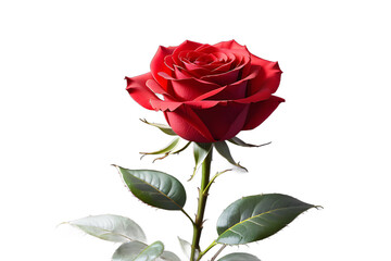 Red rose in a transparent vase on a white background. Isolated